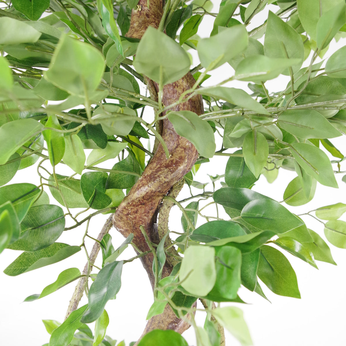 150cm Twisted Trunk Artificial Japanese Fruticosa Style Ficus Tree – image 4