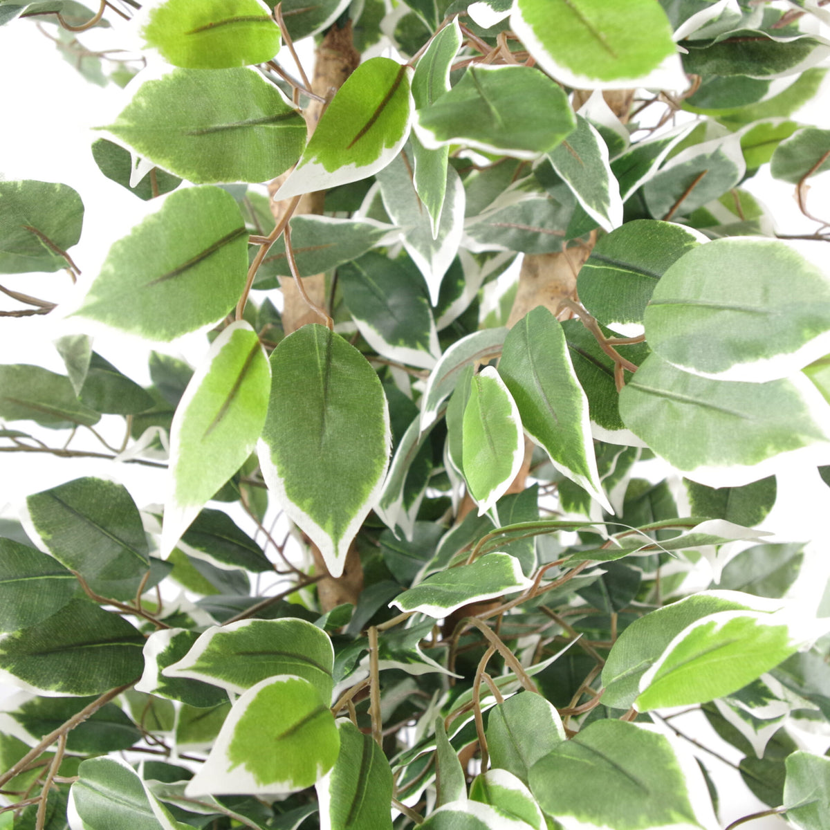 130cm Artificial Variegated White/Green Bushy Ficus Tree – image 8