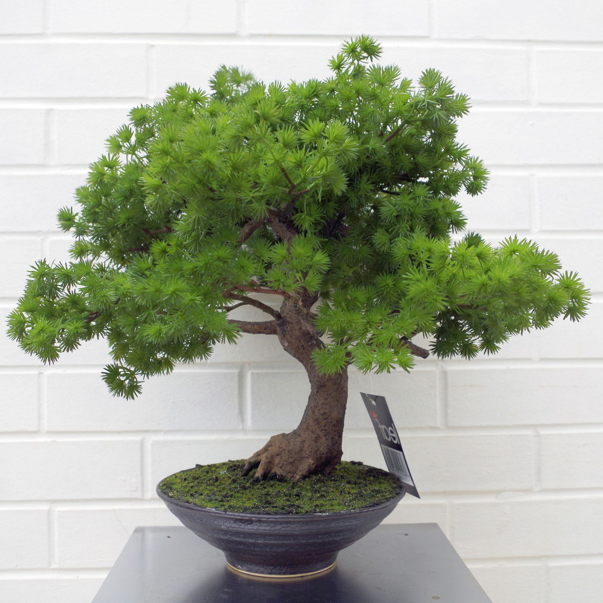 50cm Artificial Luxury Pine Bonsai Tree – image 6