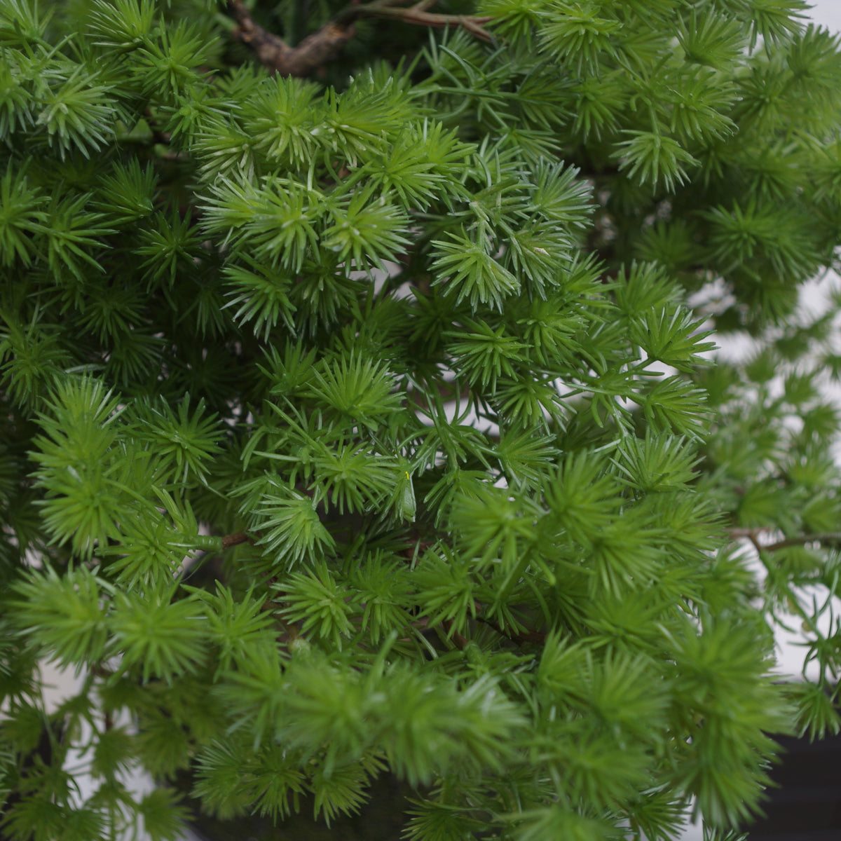 50cm Artificial Luxury Pine Bonsai Tree – image 4