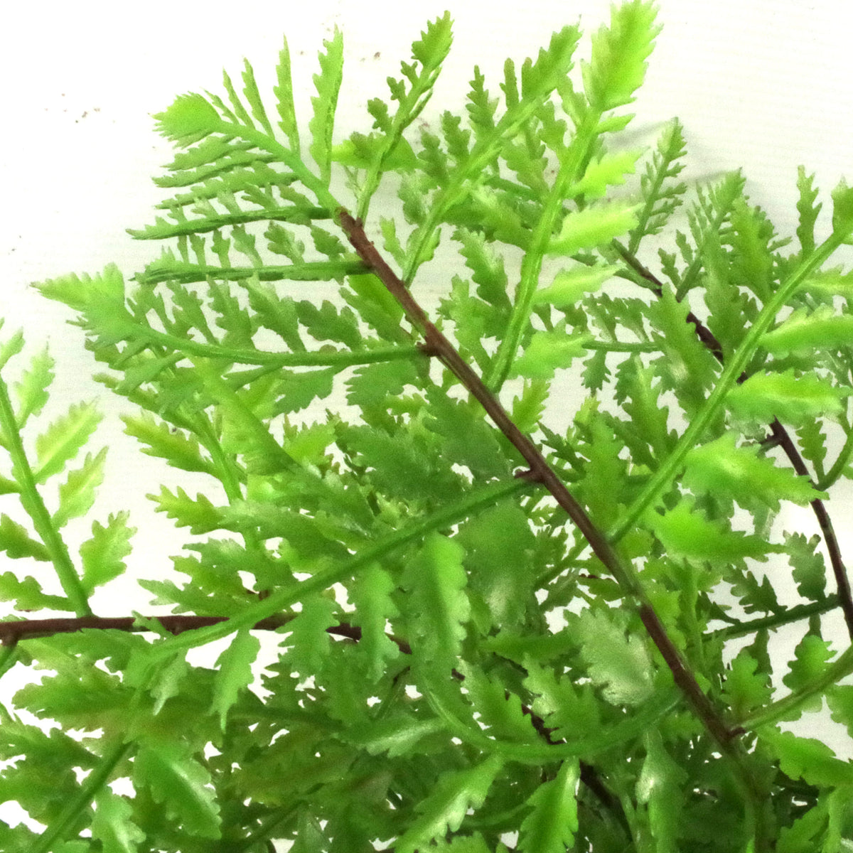30cm Artificial Potted Southern Wood Fern – image 3