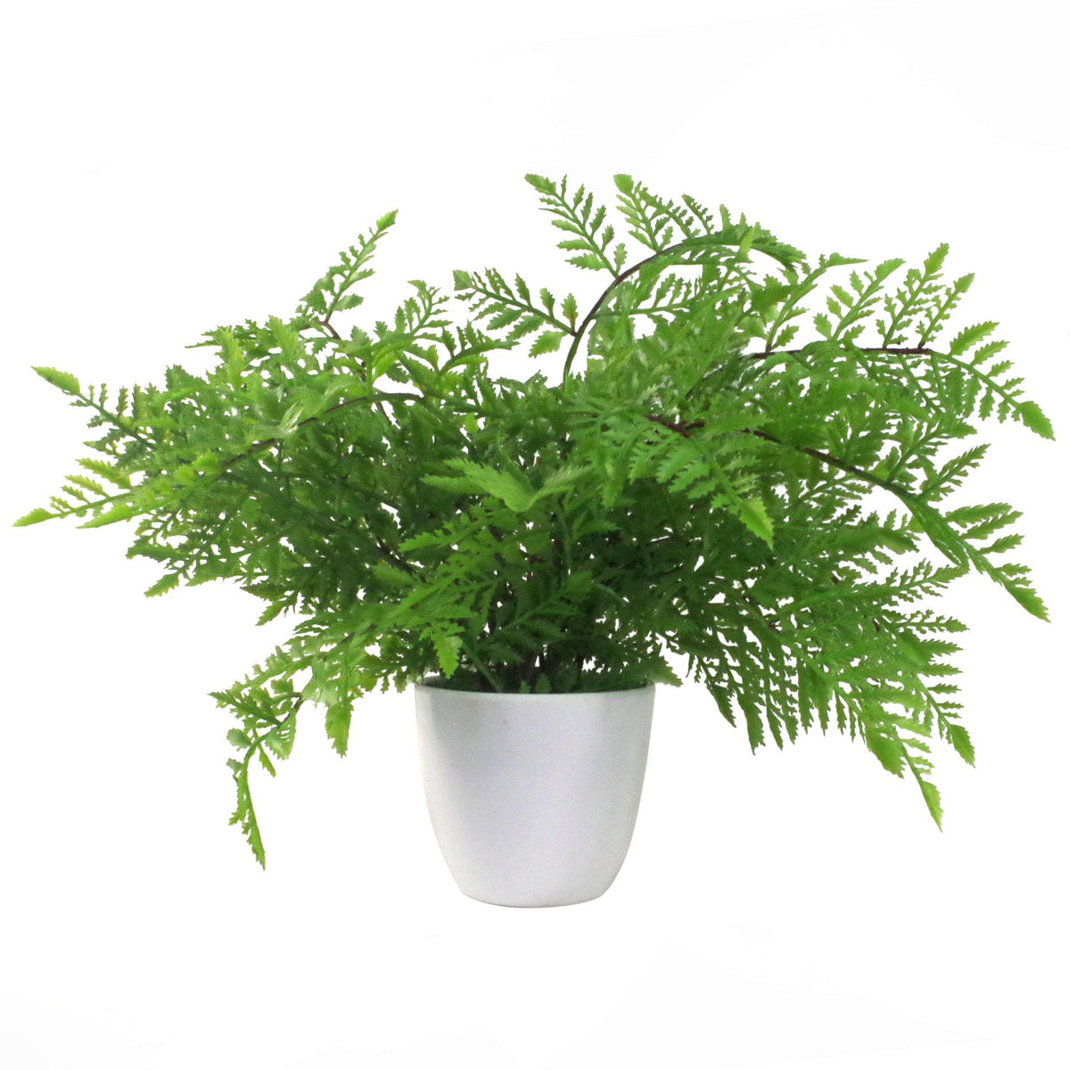 Pack of 3 x 30cm Artificial Ferns - Southern Wood - Lady and Royal - Potted – image 9