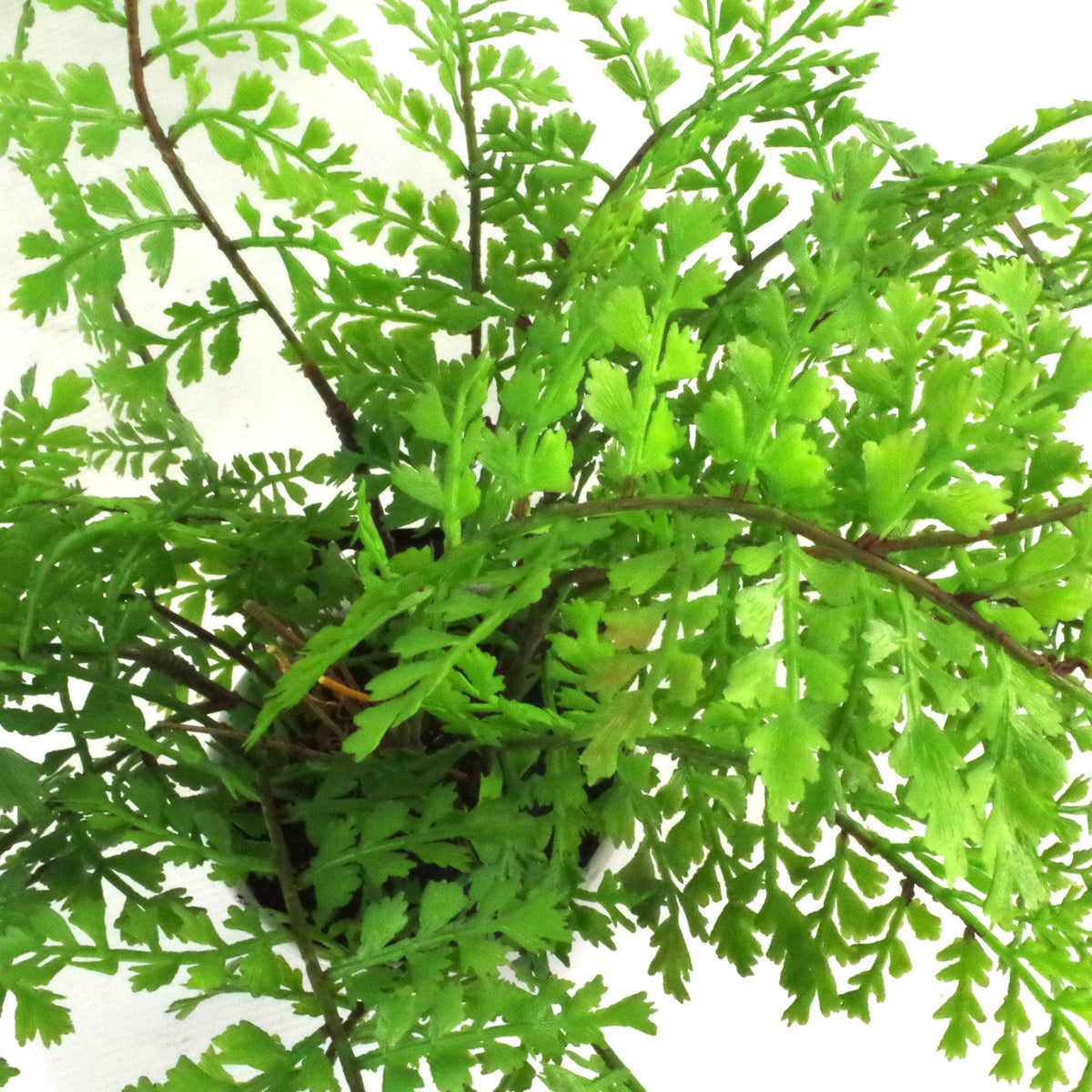 30cm Artificial Potted Southern Wood Fern – image 6