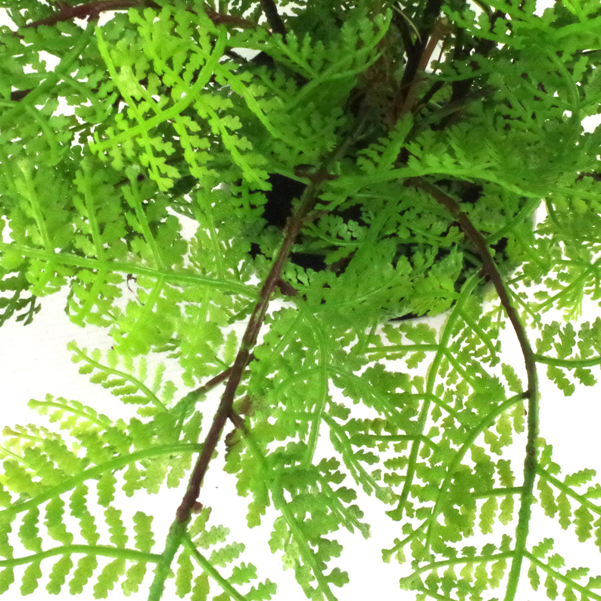 30cm Artificial Potted Lady Fern (Athyrium Filix-Femina) – image 5