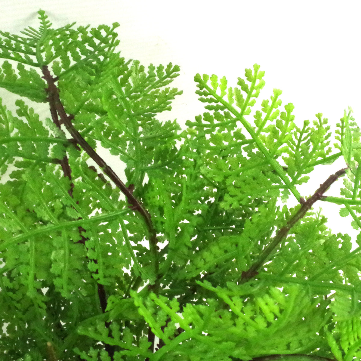 30cm Artificial Potted Lady Fern (Athyrium Filix-Femina) – image 3