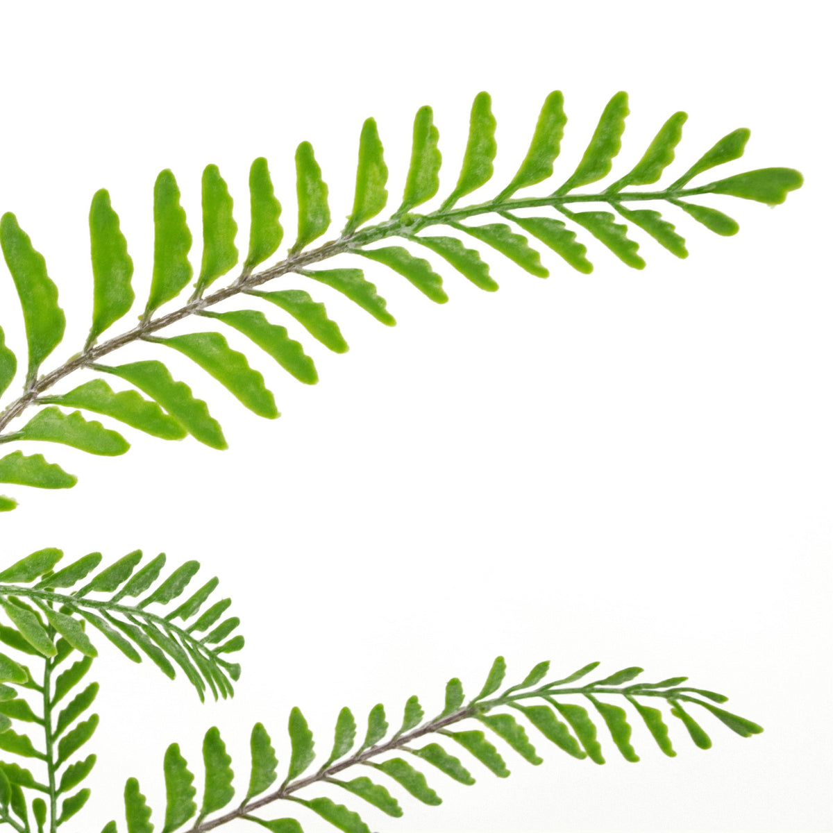 55cm Himalayan Maidenhair Fern Bush Artificial Green Plant – image 8