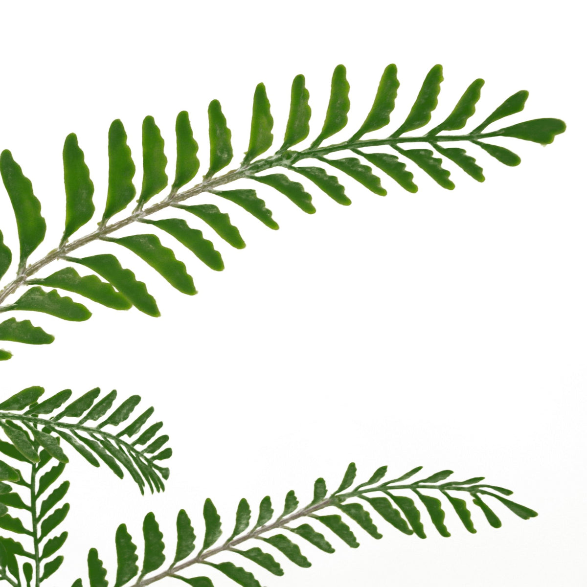 55cm Himalayan Maidenhair Fern Bush Artificial Green Plant – image 5