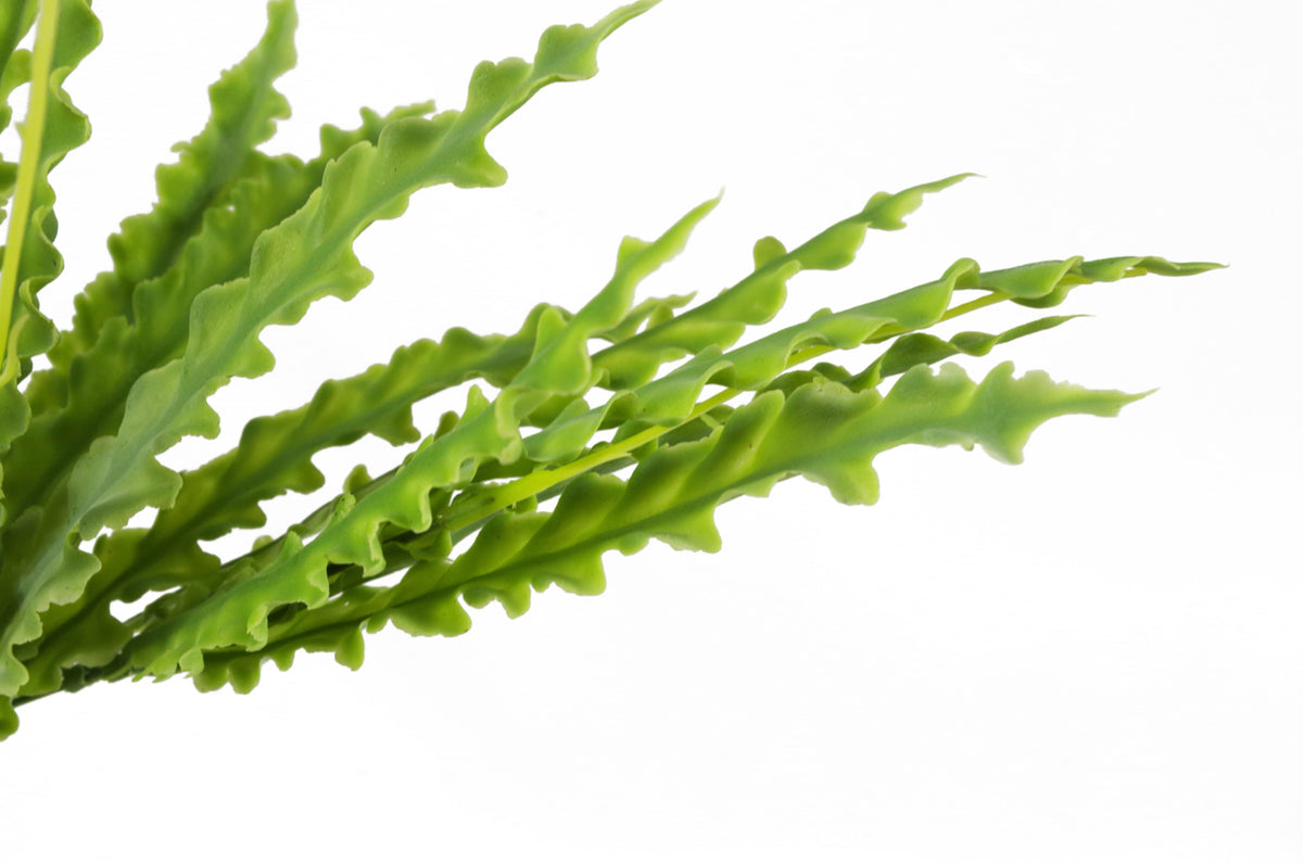 40cm Artificial Crocodile Fern Plant – image 6