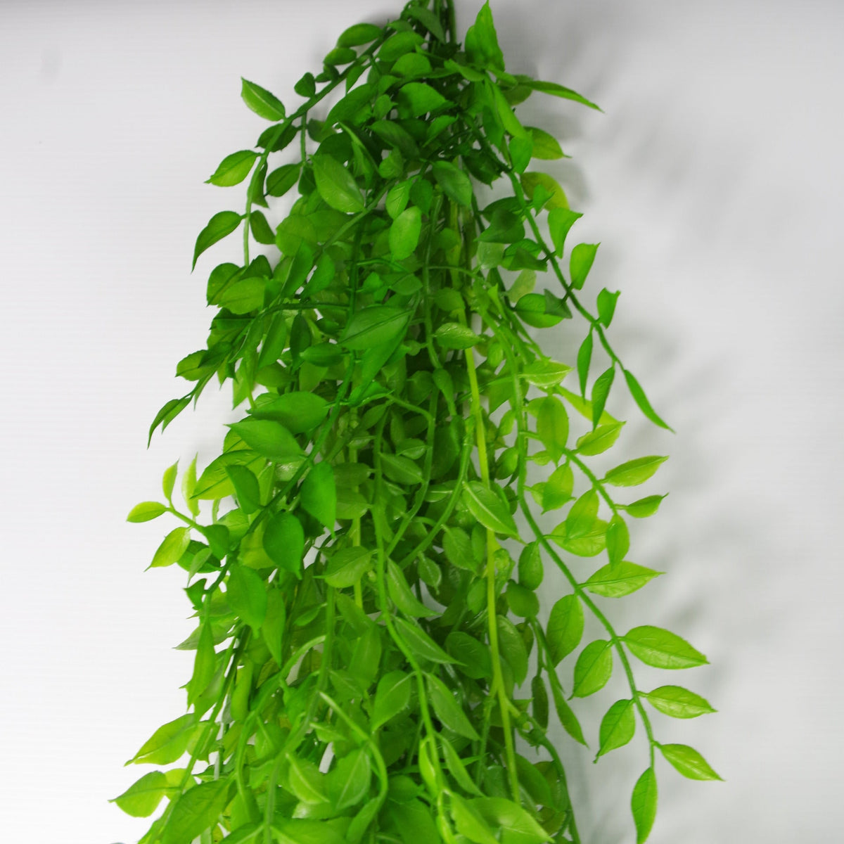 100cm Hanging Artificial String of Pearls Fern Plant Dark Green – image 16