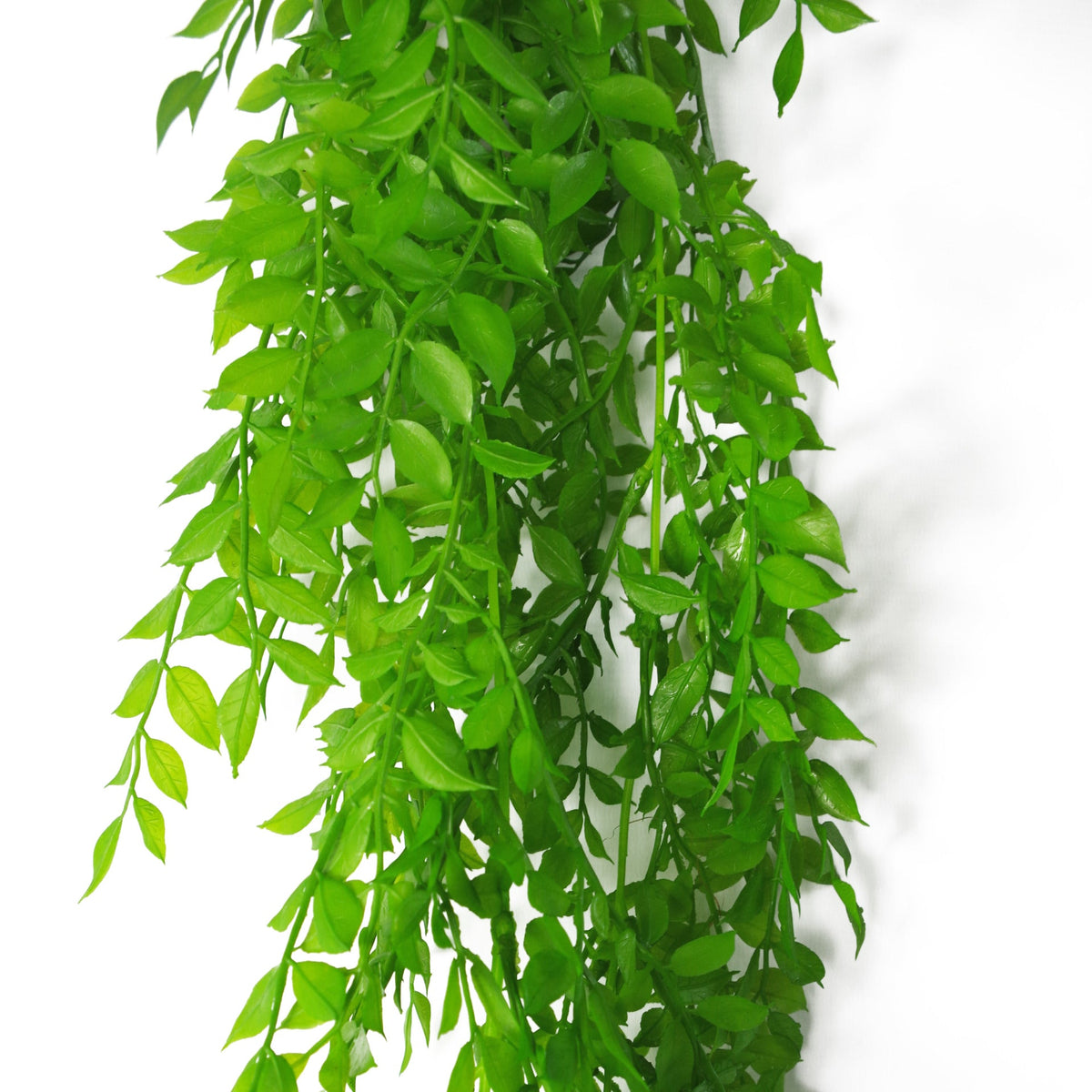 100cm Hanging Artificial String of Pearls Fern Plant Dark Green – image 15