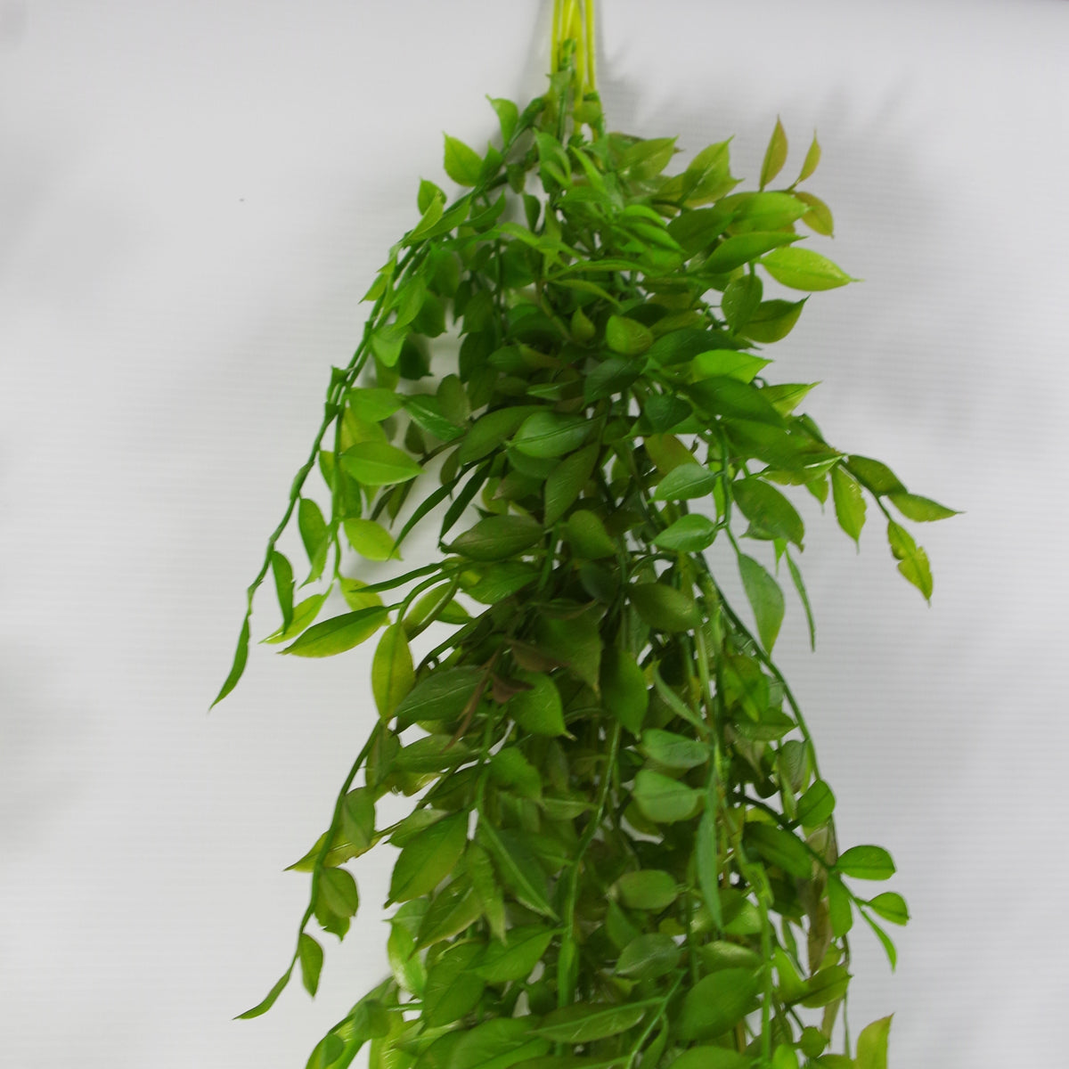 100cm Hanging Artificial String of Pearls Fern Plant Dark Green – image 9