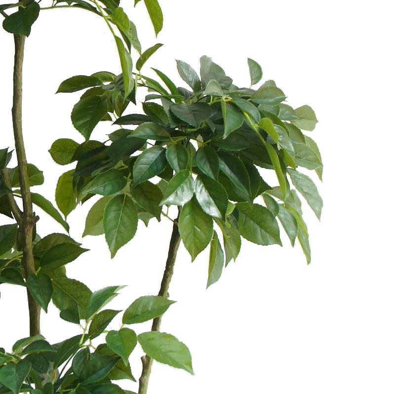 150cm Radermachera Realistic Artificial Tree – image 3
