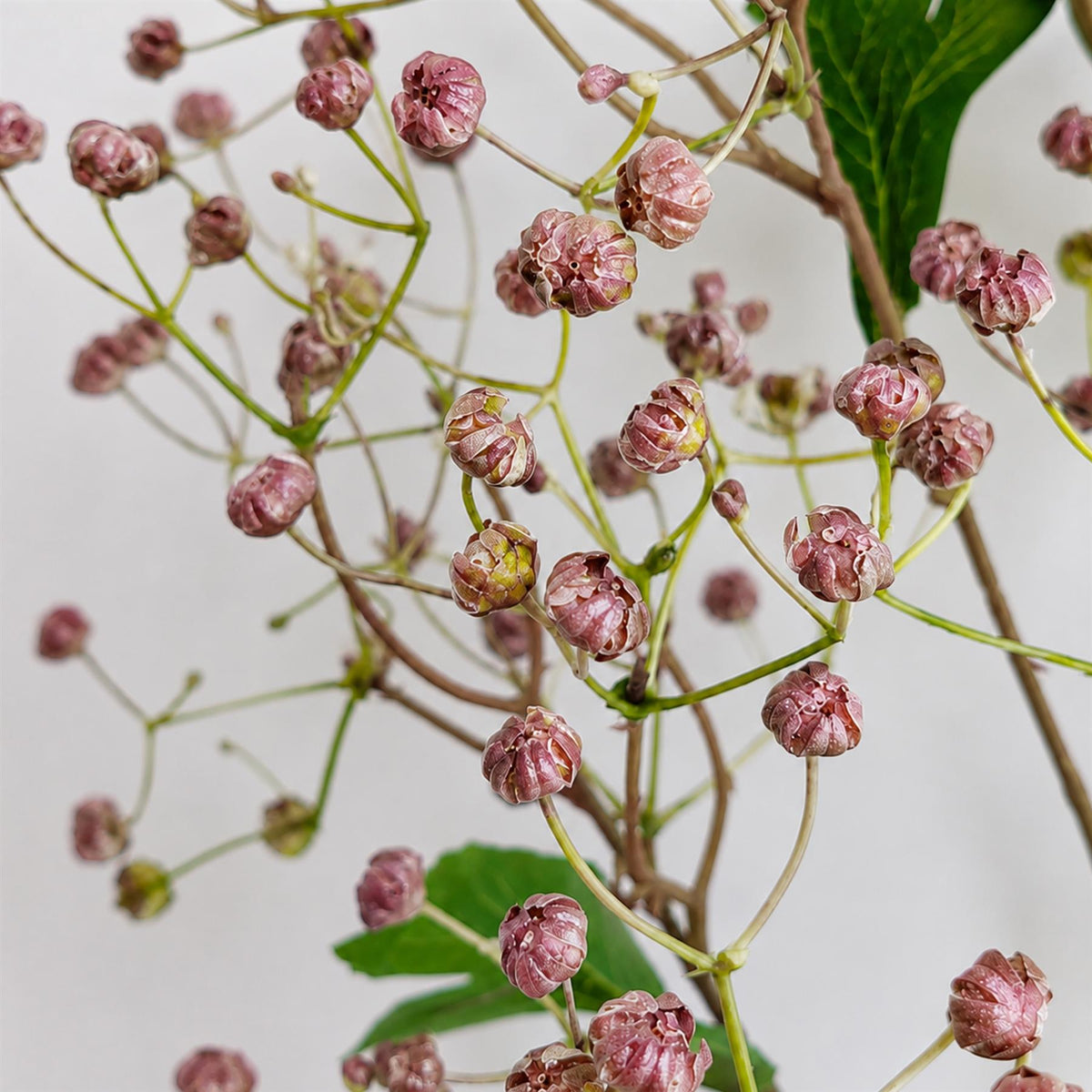 86cm Artificial Daphne Berry Spray