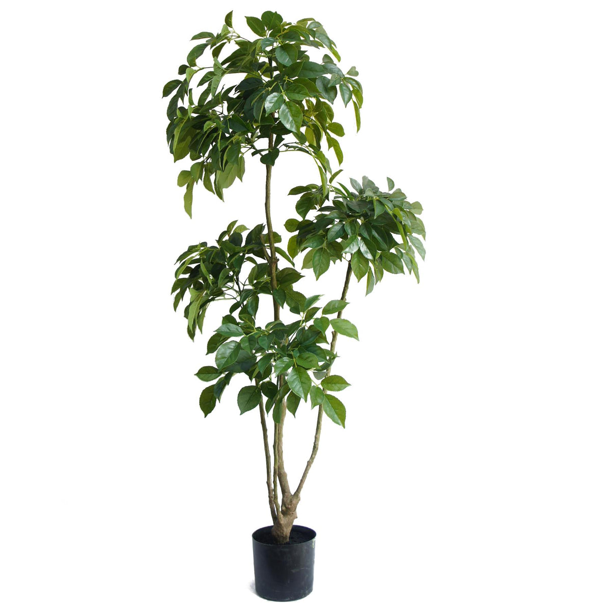 150cm Radermachera Realistic Artificial Tree – image 2