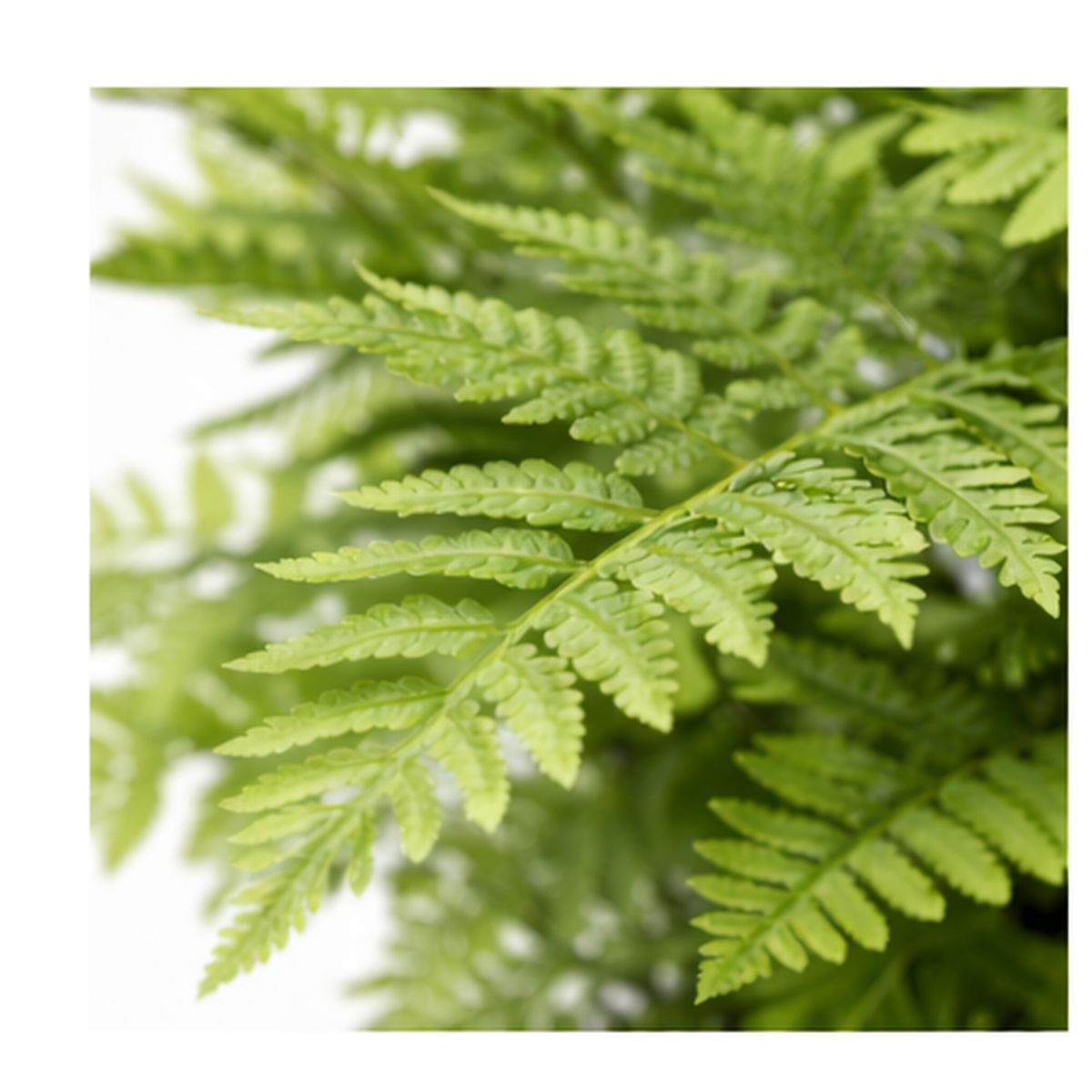 75cm Artificial Fern Plant – image 4