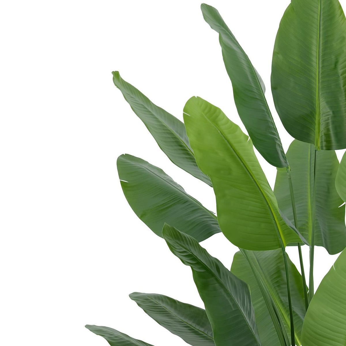 200cm Traveller Palm Artificial Tree Realistic – image 3