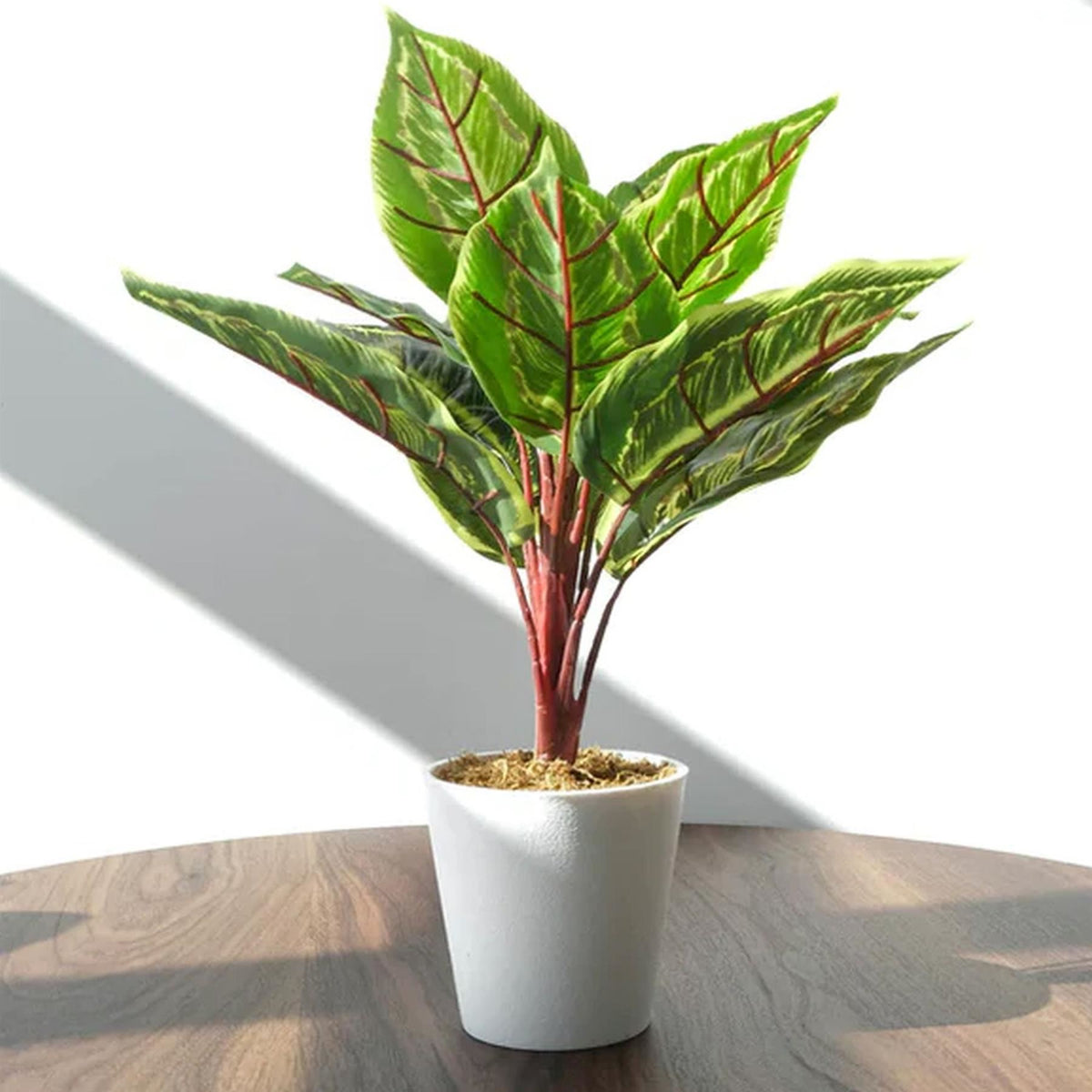 38cm Potted Artificial Calathea Veitchiane Plant – image 3
