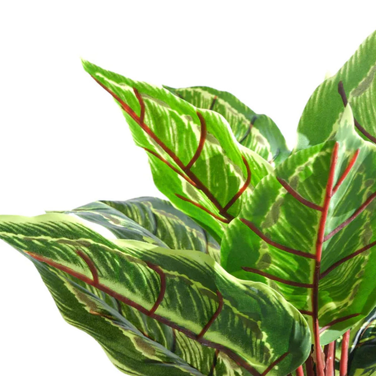 38cm Potted Artificial Calathea Veitchiane Plant – image 7
