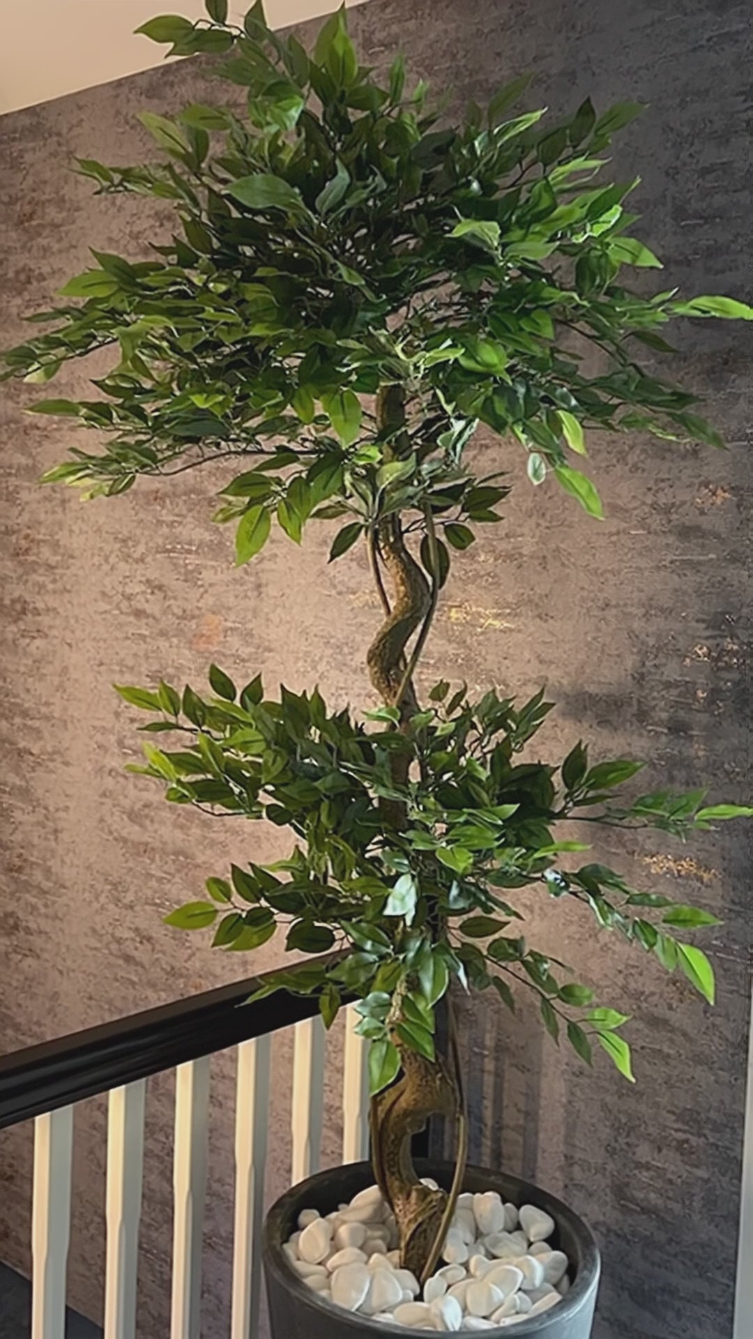 Load video: 150cm Twisted Trunk Artificial Japanese Fruticosa Style Ficus Tree